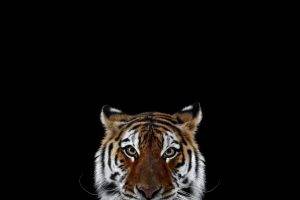 photography mammals cat tiger simple background big cats