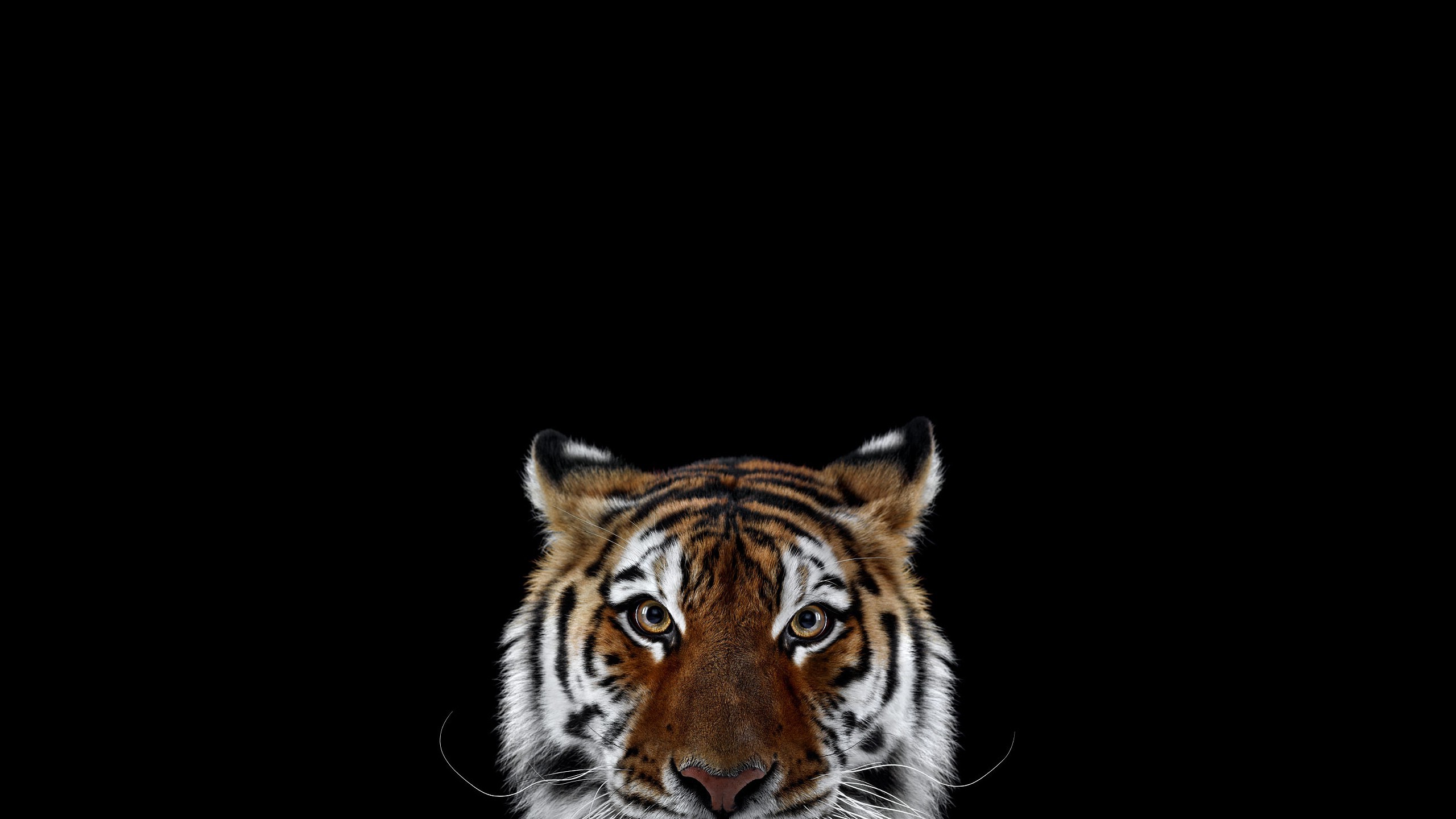 photography mammals cat tiger simple background big cats Wallpaper