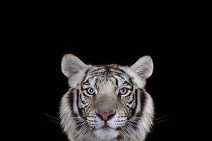 photography mammals cat tiger simple background white tigers big cats