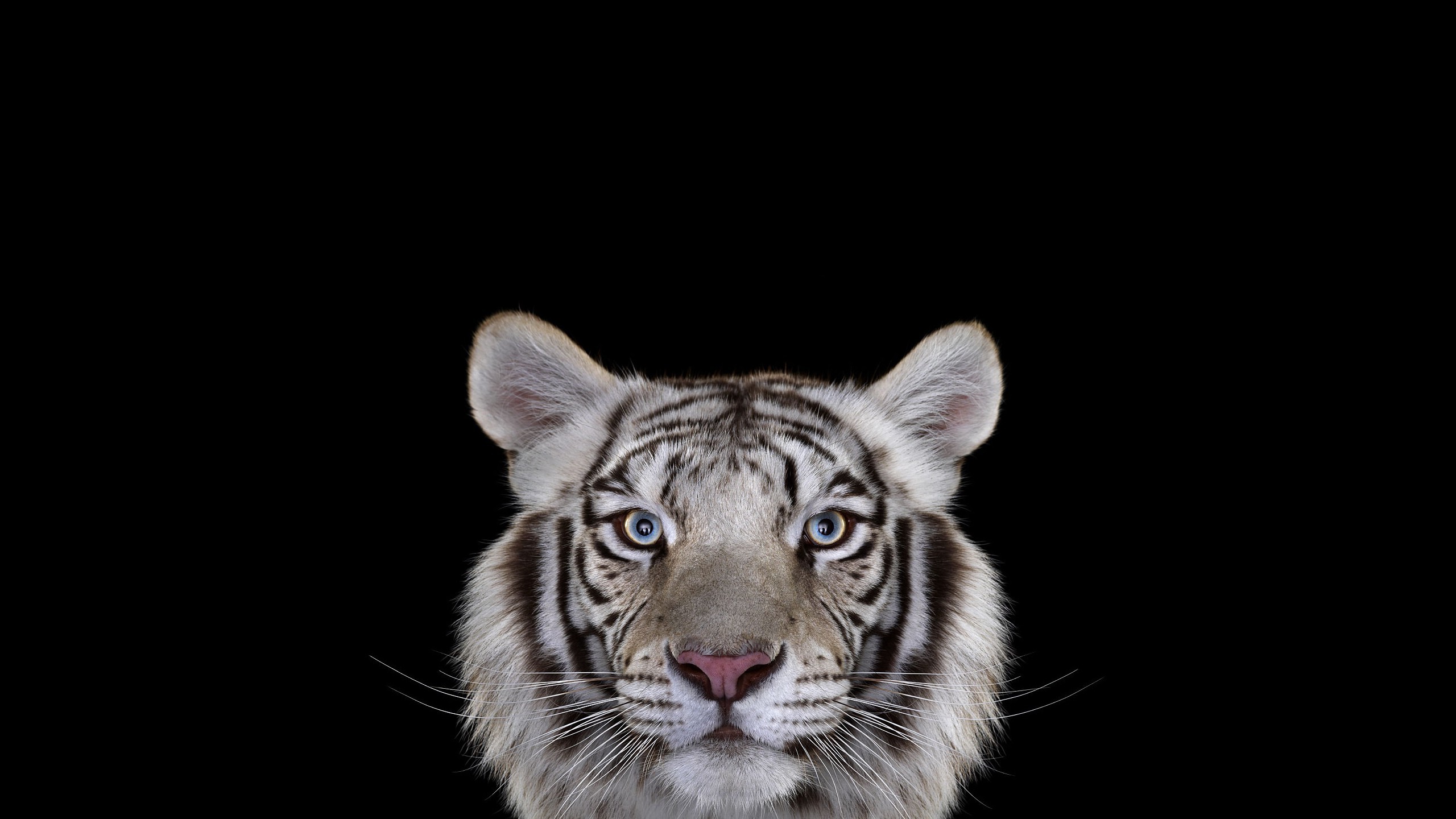 photography mammals cat tiger simple background white tigers big cats Wallpaper