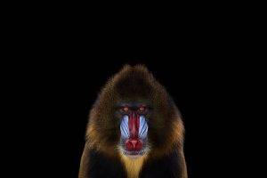 photography mammals monkeys simple background mandrill