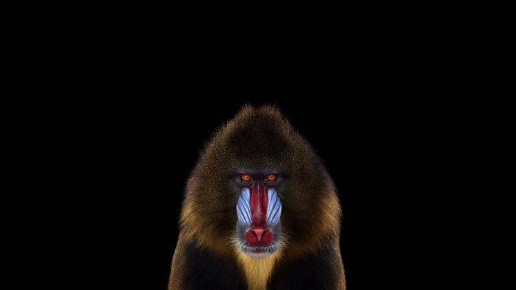 photography mammals monkeys simple background mandrill HD Wallpaper Desktop Background