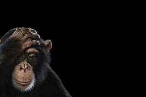 photography mammals monkeys simple background chimpanzees