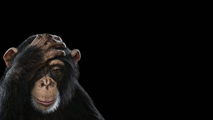 photography mammals monkeys simple background chimpanzees HD Wallpaper Desktop Background