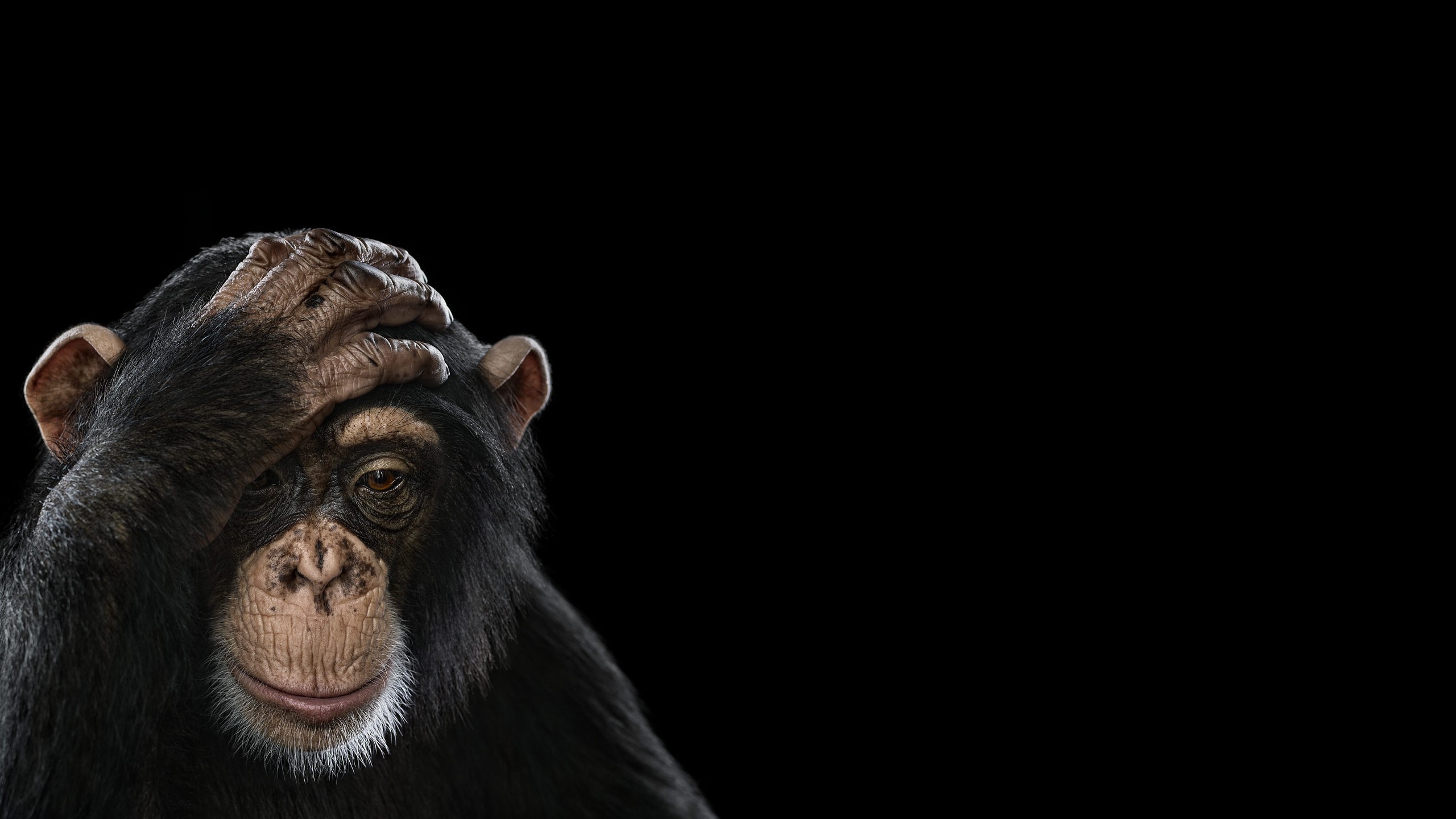photography mammals monkeys simple background chimpanzees Wallpaper