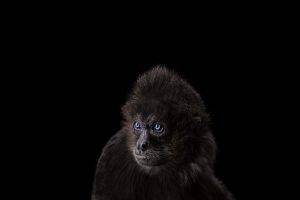 photography mammals monkeys simple background