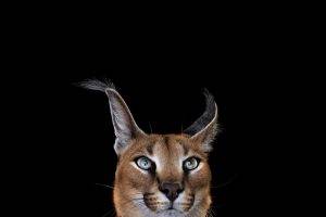 photography mammals cat simple background caracal
