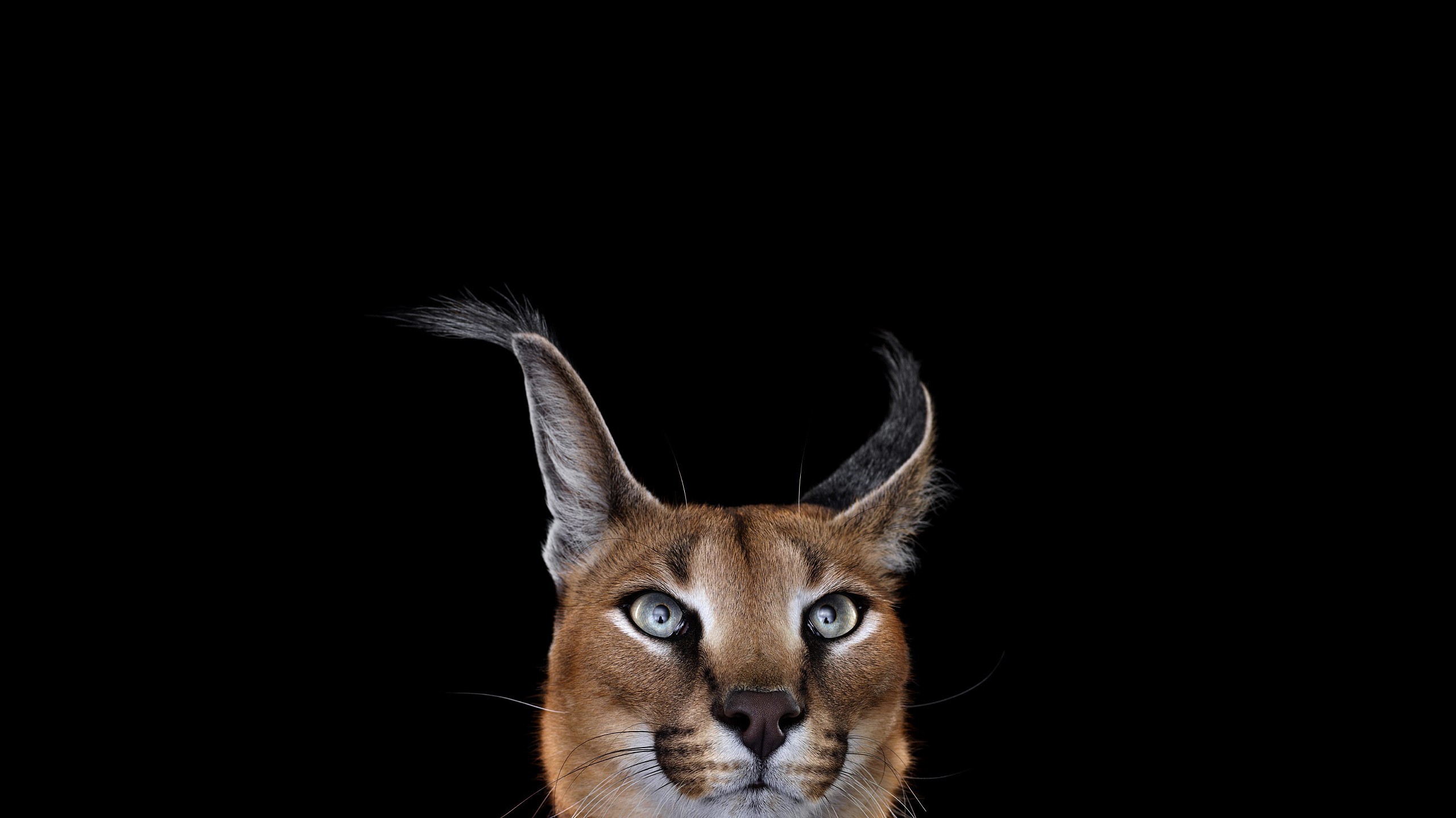 photography mammals cat simple background caracal Wallpaper