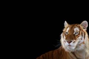 photography mammals cat tiger simple background big cats