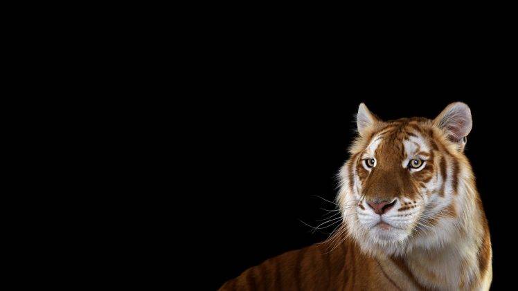 photography mammals cat tiger simple background big cats HD Wallpaper Desktop Background