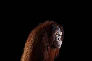 photography mammals monkeys simple background orangutans