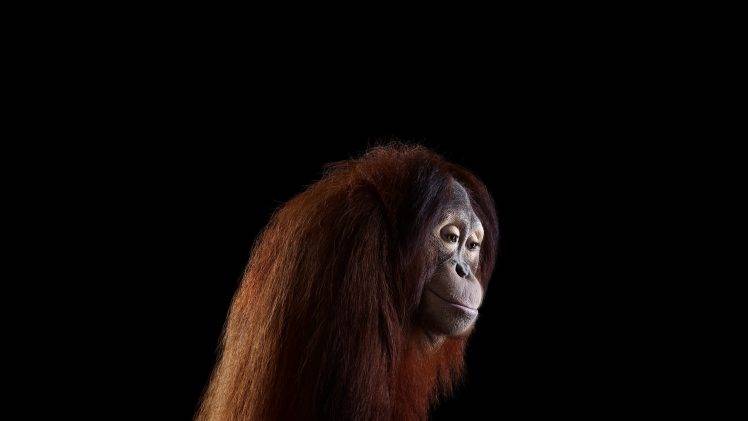 photography mammals monkeys simple background orangutans HD Wallpaper Desktop Background