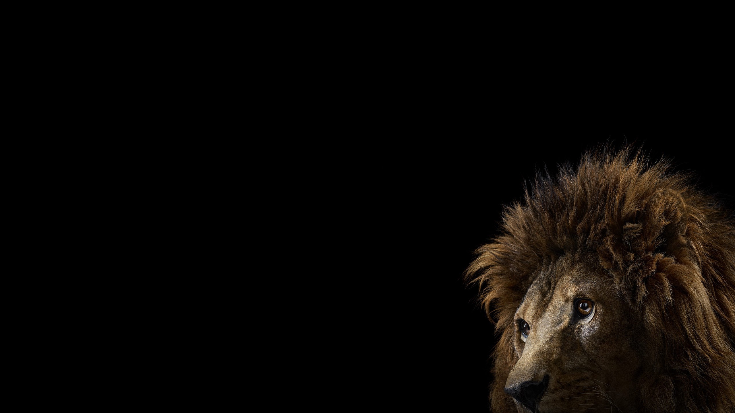 photography mammals cat lion simple background big cats Wallpaper