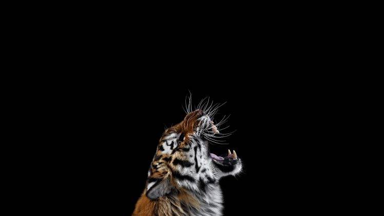 photography mammals cat tiger simple background big cats HD Wallpaper Desktop Background