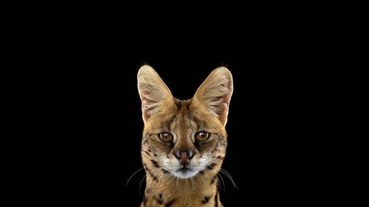 photography mammals cat simple background HD Wallpaper Desktop Background