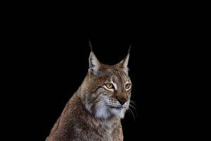 photography mammals cat simple background lynx