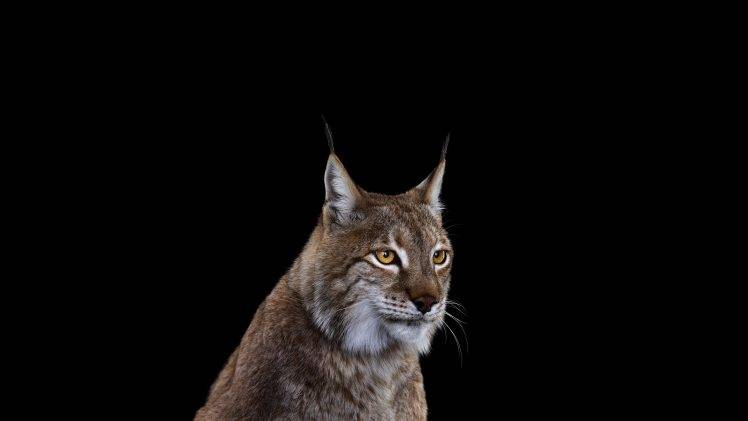 photography mammals cat simple background lynx HD Wallpaper Desktop Background