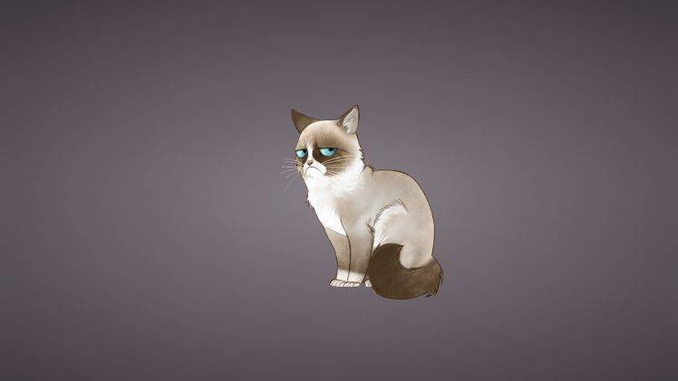 cat grumpy cat minimalism HD Wallpaper Desktop Background