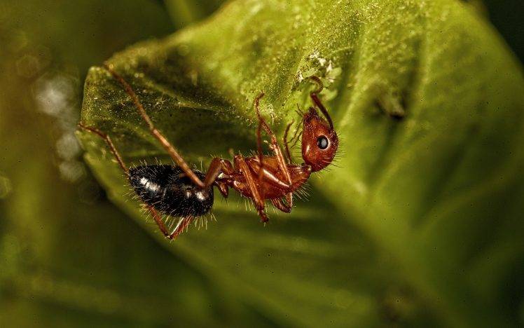 ants insect leaves depth of field HD Wallpaper Desktop Background