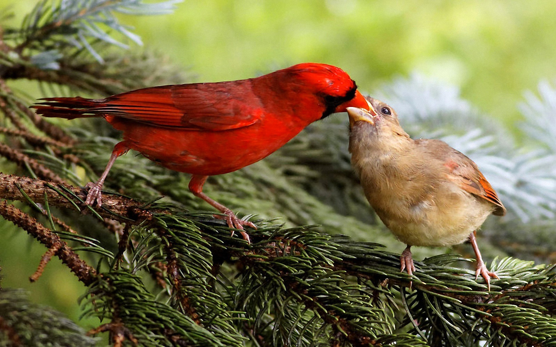 birds Wallpaper