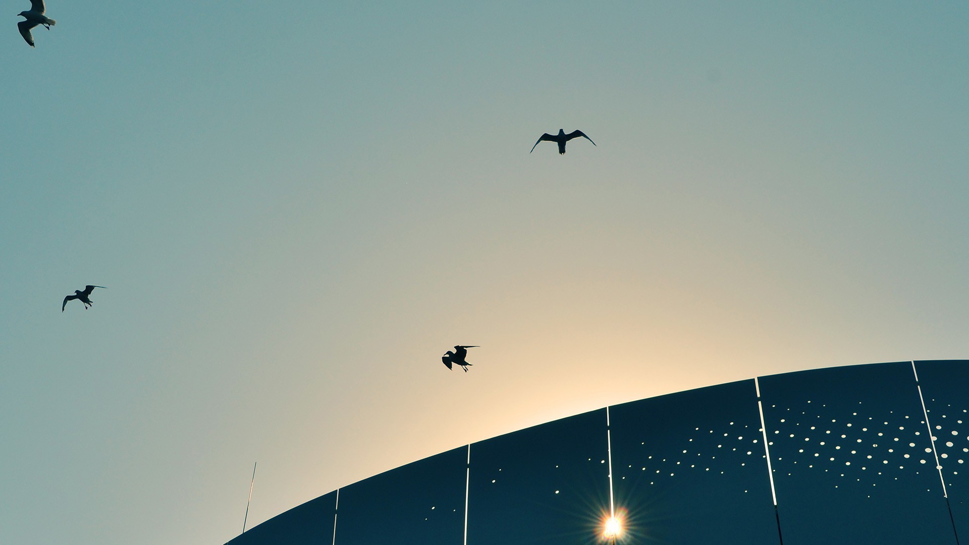 sun sky birds Wallpaper