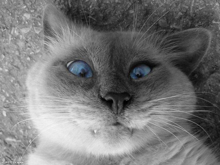 selfies cat selective coloring HD Wallpaper Desktop Background