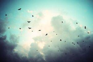 birds sky clouds
