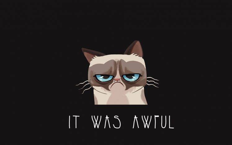 cat grumpy cat HD Wallpaper Desktop Background