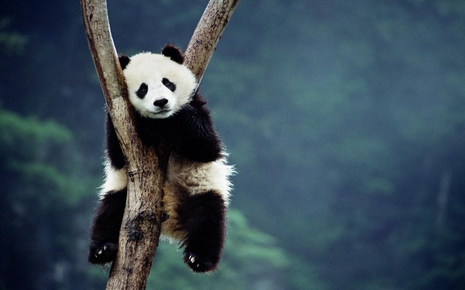 panda trees sitting depth of field forest Wallpapers HD