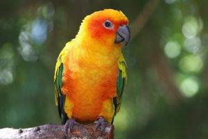 birds parrot