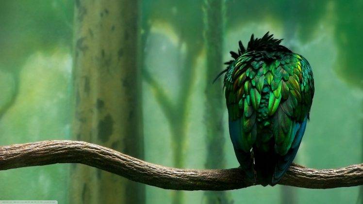 birds tropical HD Wallpaper Desktop Background