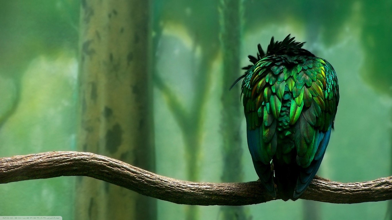birds tropical Wallpaper
