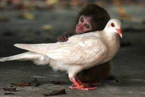doves monkeys
