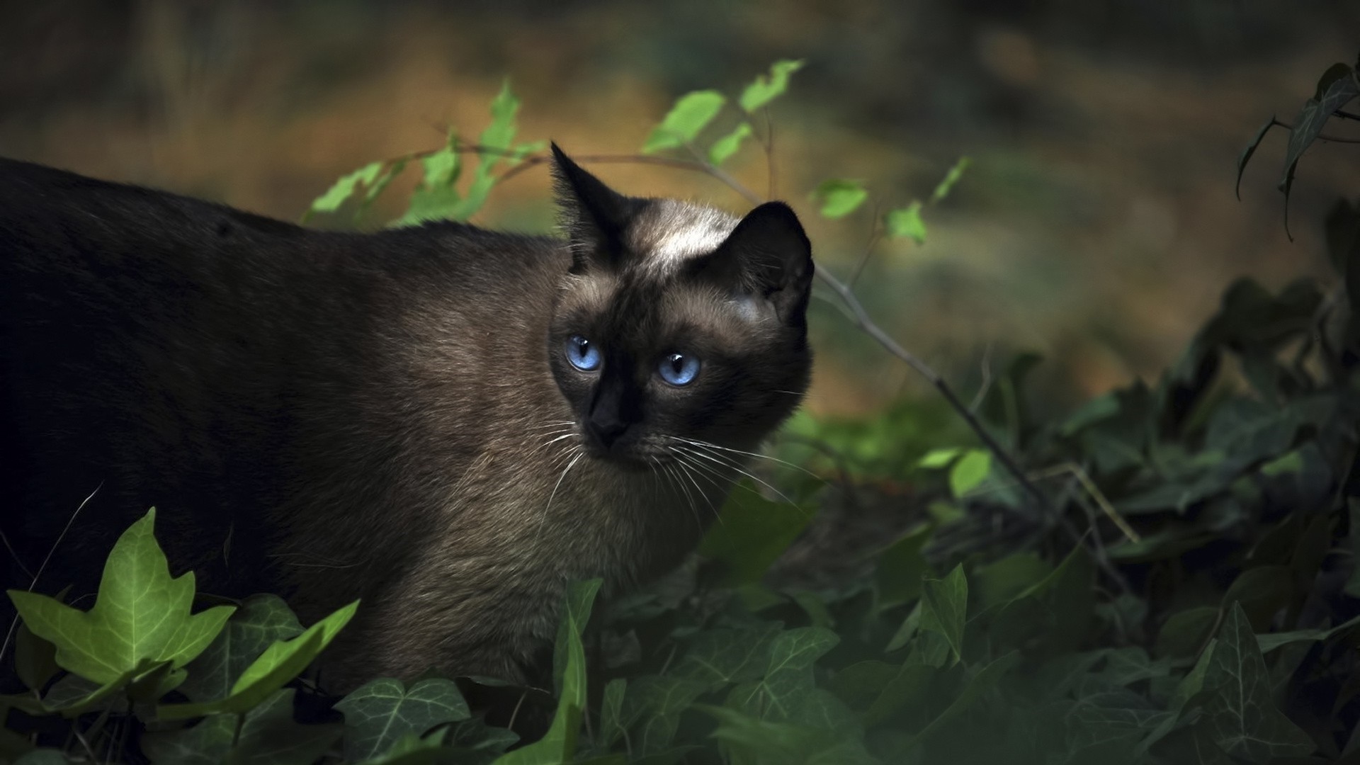 природа животные кот котенок черный бесплатно