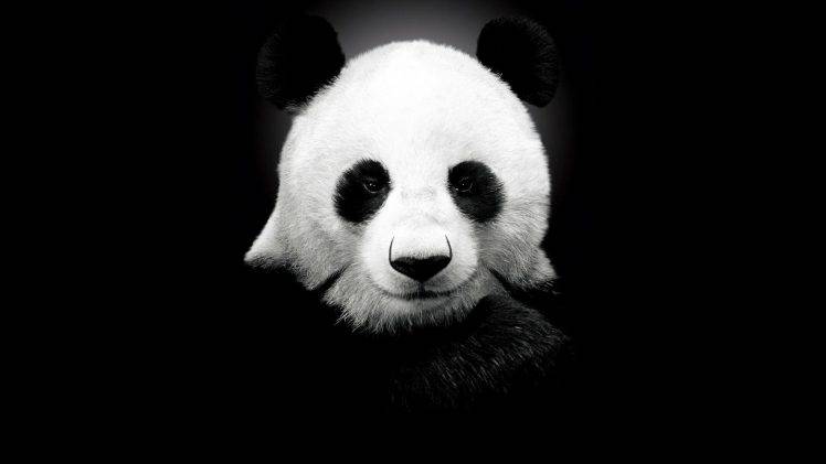 panda HD Wallpaper Desktop Background