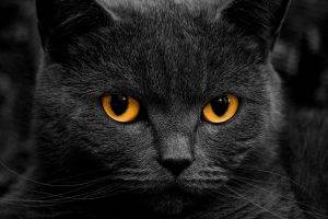 cat orange eyes shadow