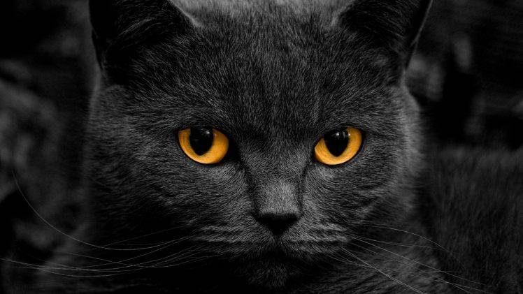 cat orange eyes shadow HD Wallpaper Desktop Background