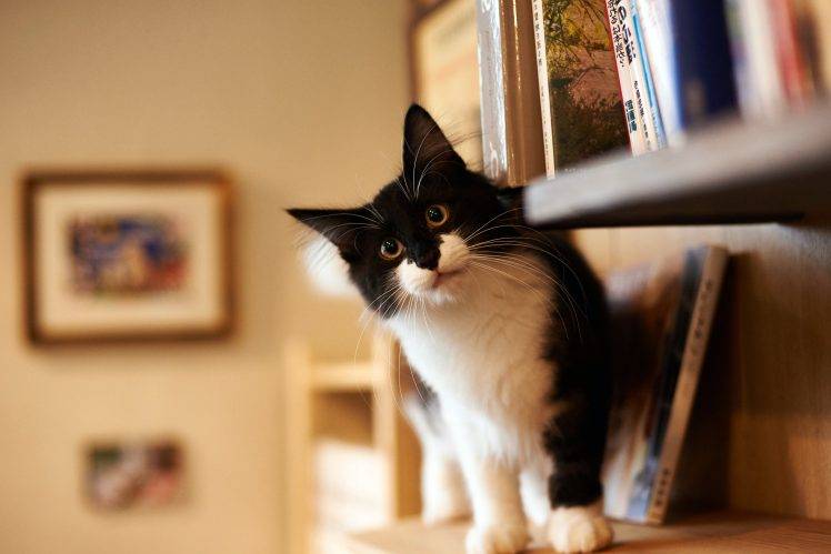cat books HD Wallpaper Desktop Background