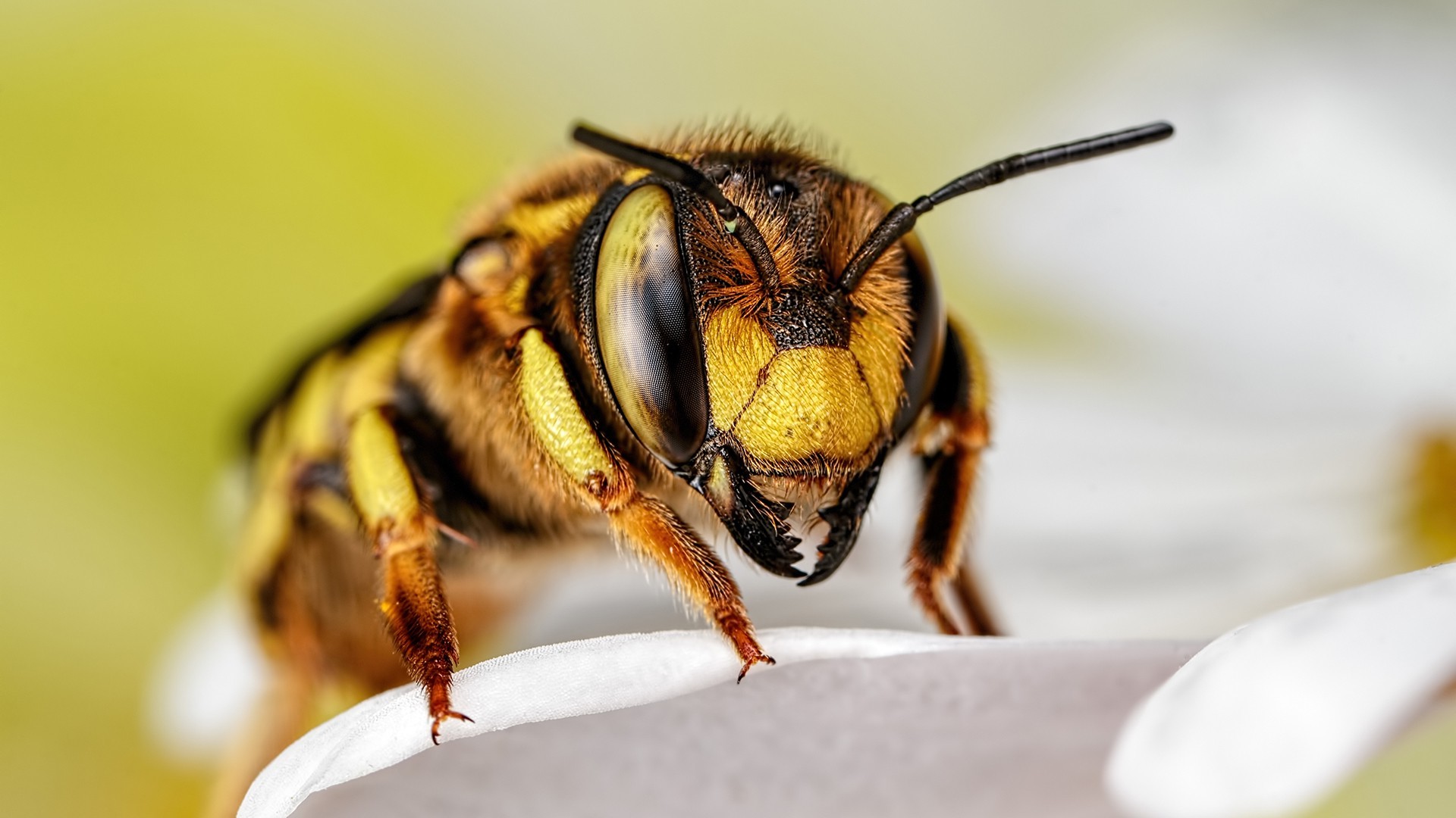 insect bees Wallpaper