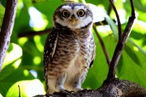birds owl