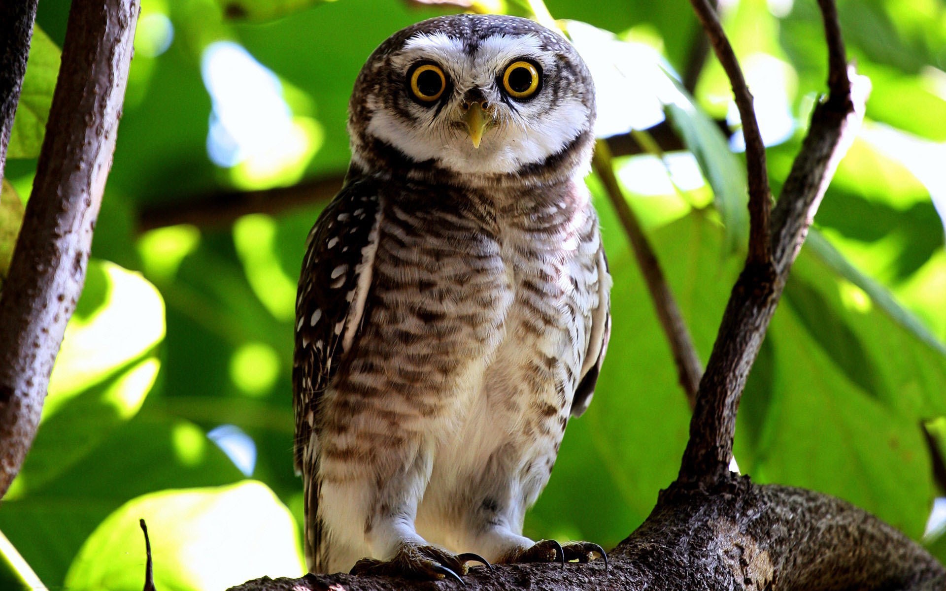 birds owl Wallpaper
