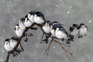 birds snow
