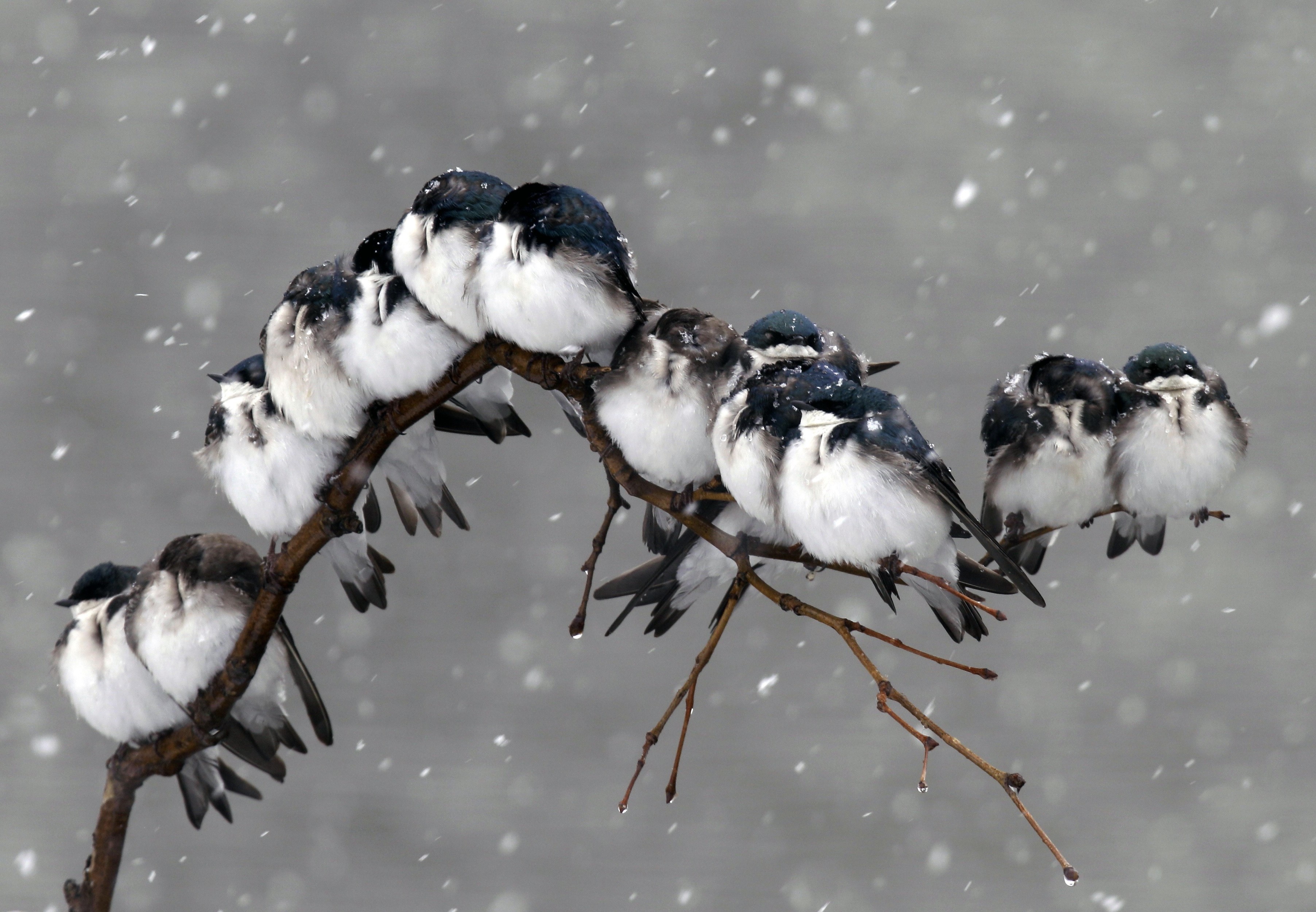 birds snow Wallpaper