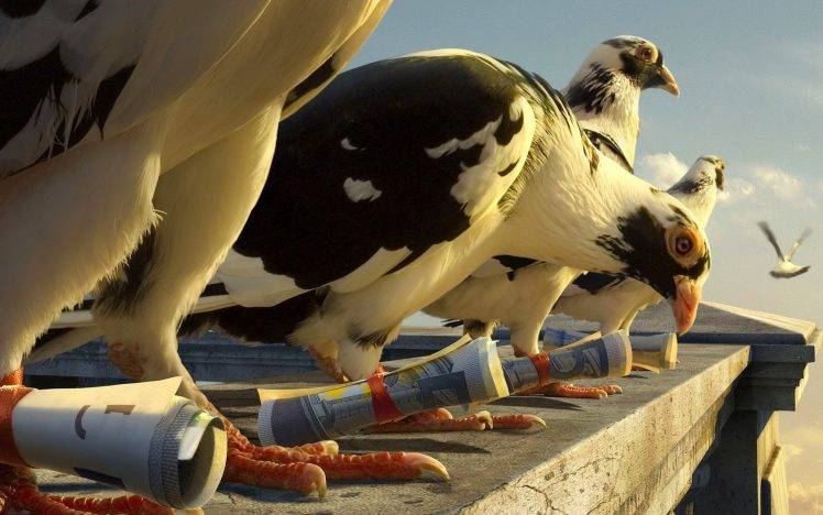 laughing pigeons birds scrolls HD Wallpaper Desktop Background