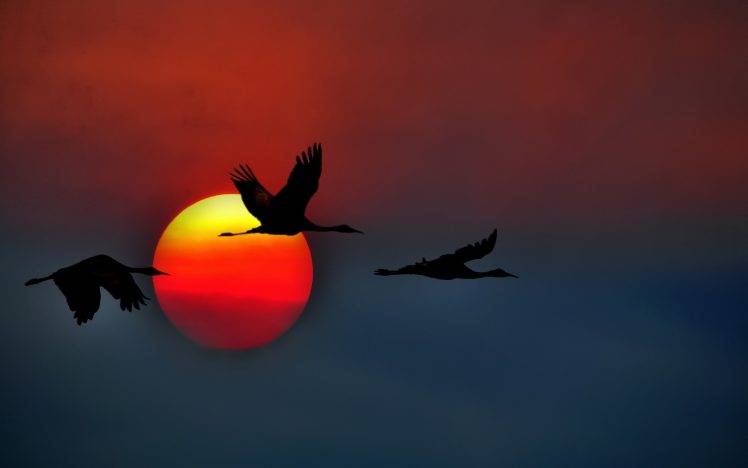 birds sun HD Wallpaper Desktop Background