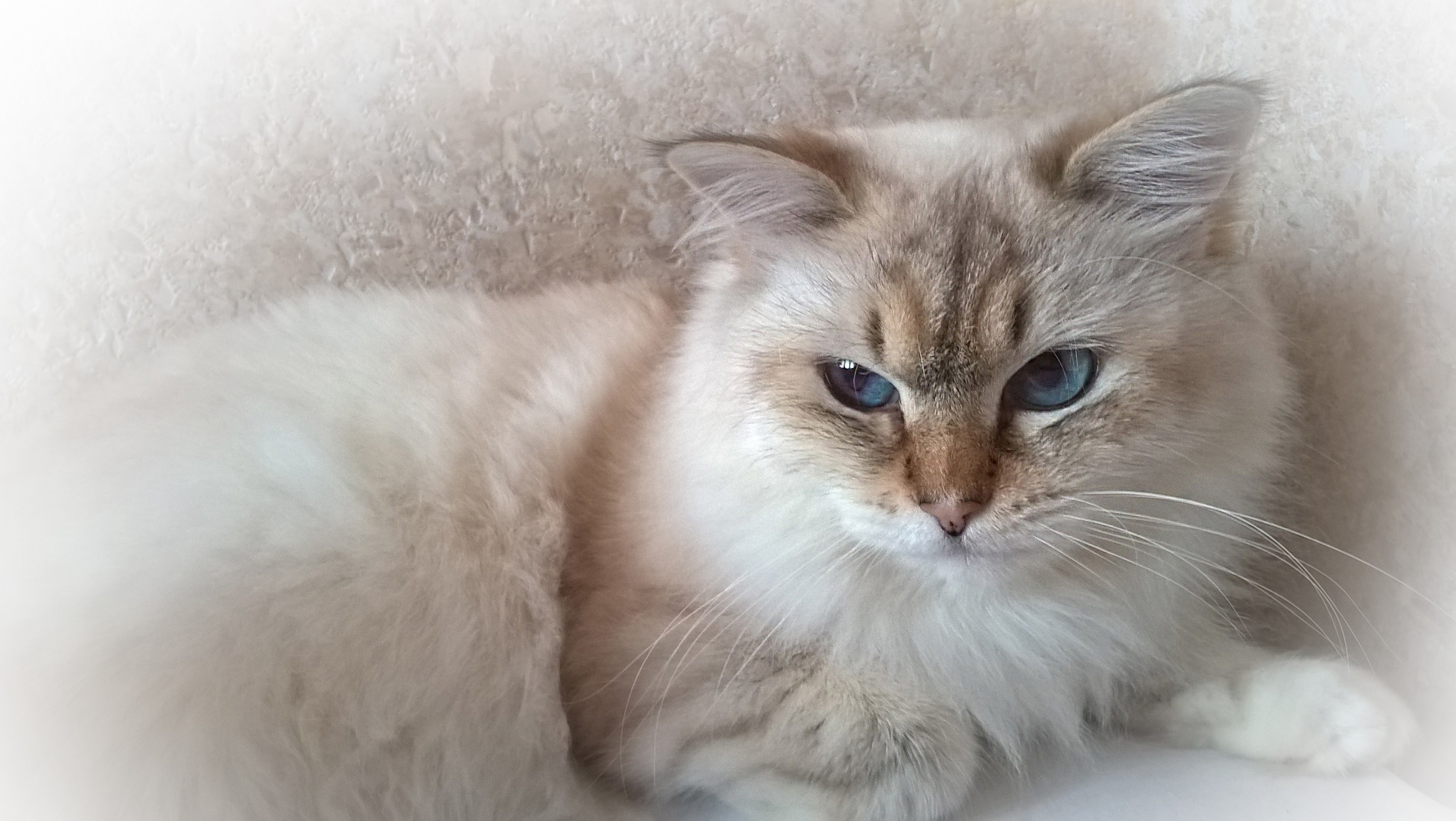 cat Wallpaper