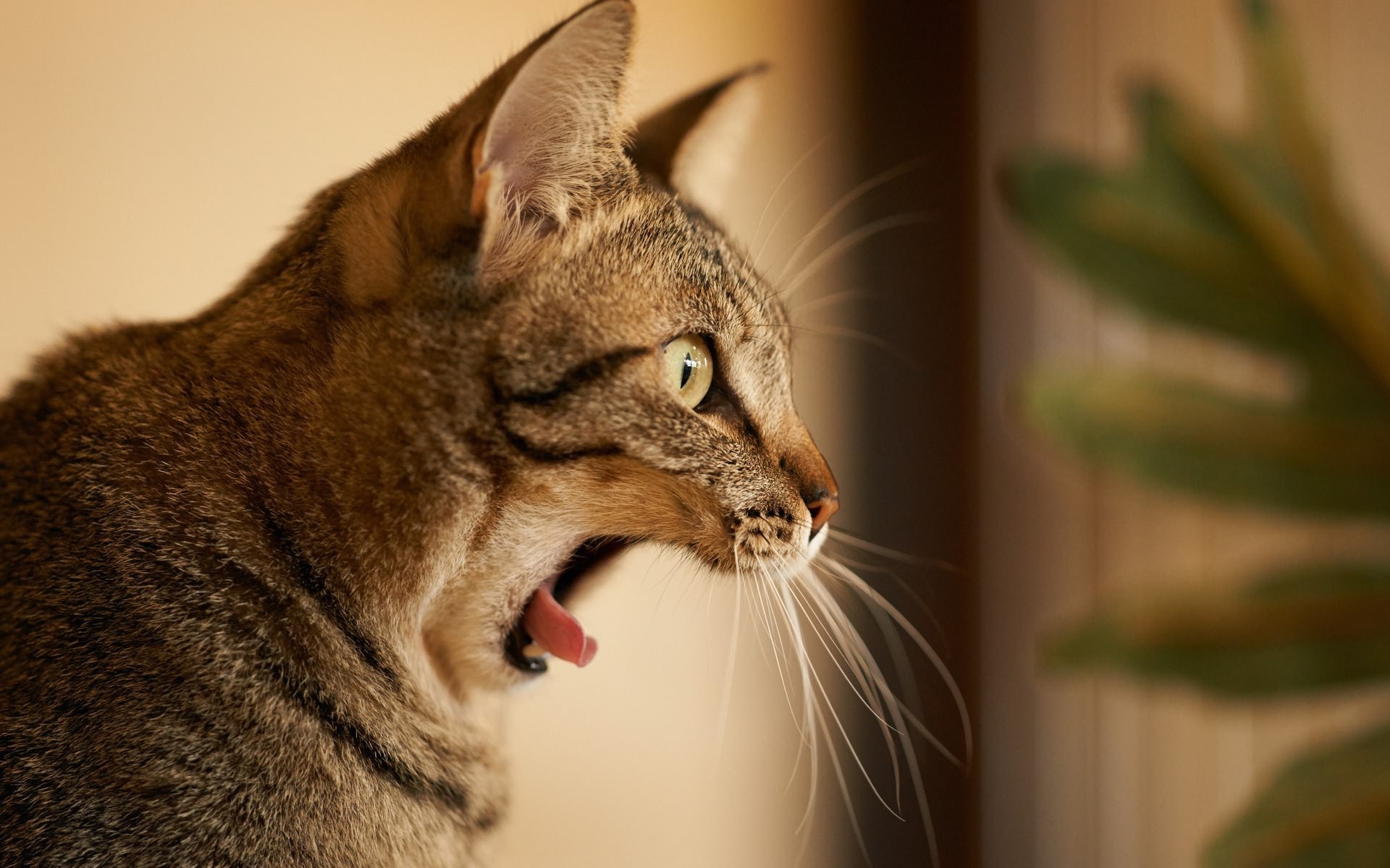 cat Wallpaper