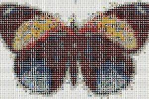 artwork mosaic butterfly buttons white background colorful wings insect