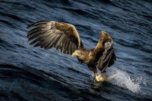 eagle birds water splashes hunting