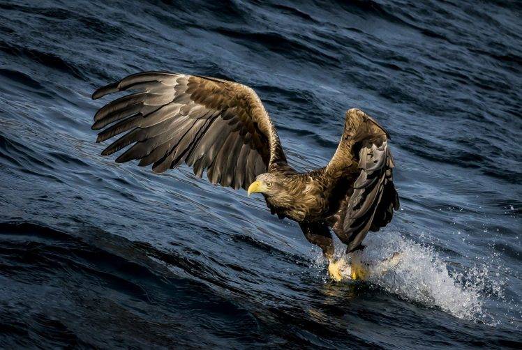 eagle birds water splashes hunting HD Wallpaper Desktop Background